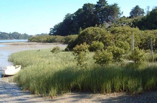 Spartina